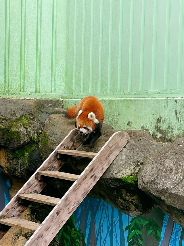 สวนสัตว์เปิดในสวนสาธารณะที่โตเกียว เจ๋งมาก! 🦭🦊