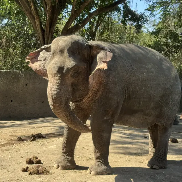 Recommended High-Efficiency Bali Safari Schedule