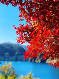 【群馬×秋】  《奥四万湖》   真っ赤な紅葉と四万ブルーの絶景