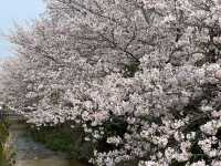 秋の桜並木(岩手県北上市展勝地)