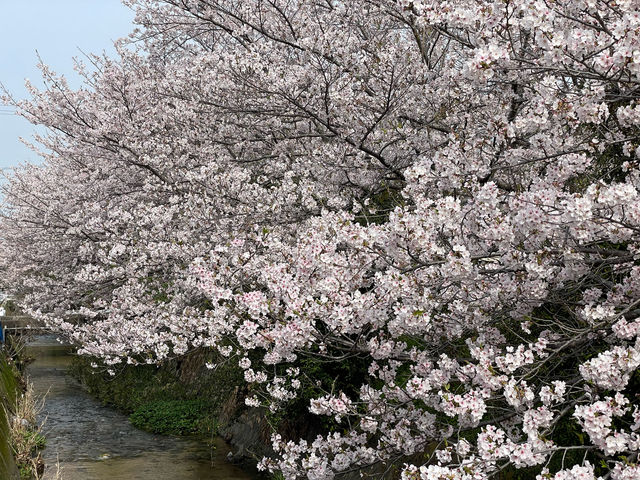 秋の桜並木(岩手県北上市展勝地)