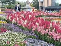 เที่ยวสวนดอกไม้เมืองเฉิงตู อลังการมาก 🌸🌼☘️