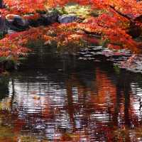 聖福寺：秋意盎然🍂