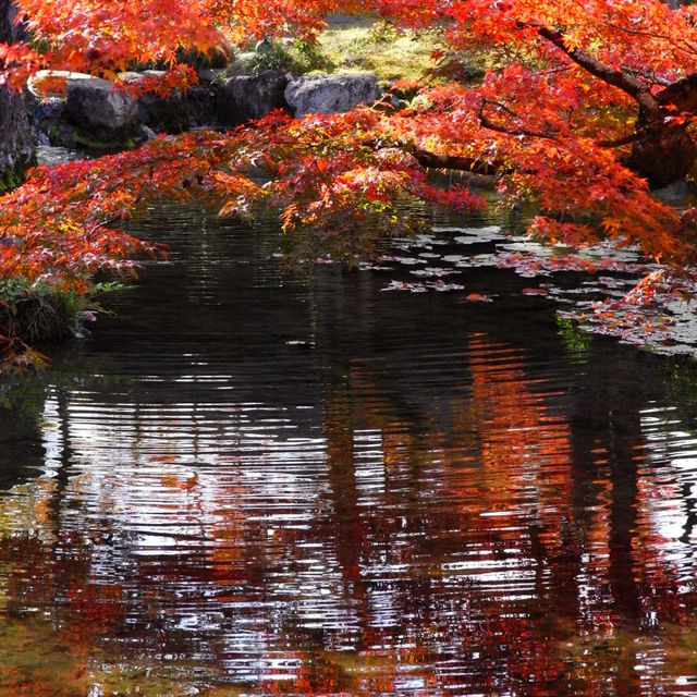 聖福寺：秋意盎然🍂