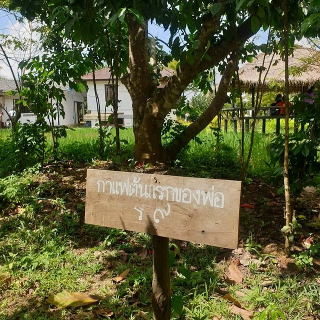 กาแฟกลางธรรมชาติ | โรงคั่วกาแฟ วังน้ำเขียว