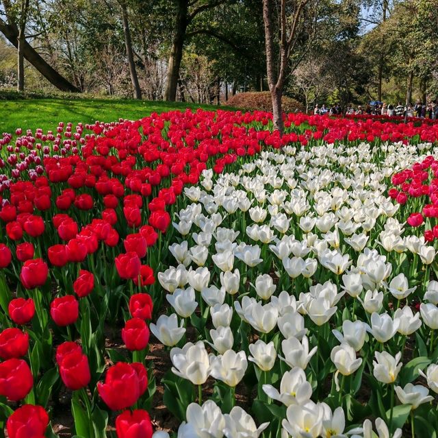 Taiziwan Park - The best place for Tulips in Hangzhou