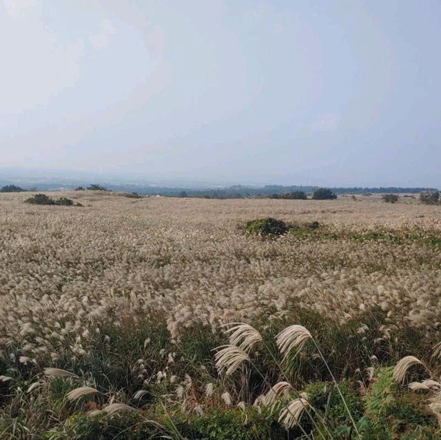 제주도의 새별오름을 올라보자!!!