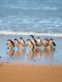 Phillip Island: Wildlife Wonders and Coastal Beauty