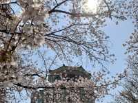 Blossoms and Breeze: The Sakura Magic of Bomun Lake in Spring