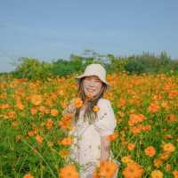 นครสวรรค์ก็มีทุ่งดอกทานตะวันน๊า!! 🌻🌻