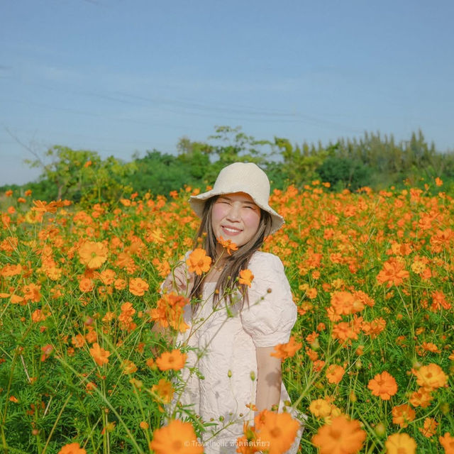 นครสวรรค์ก็มีทุ่งดอกทานตะวันน๊า!! 🌻🌻