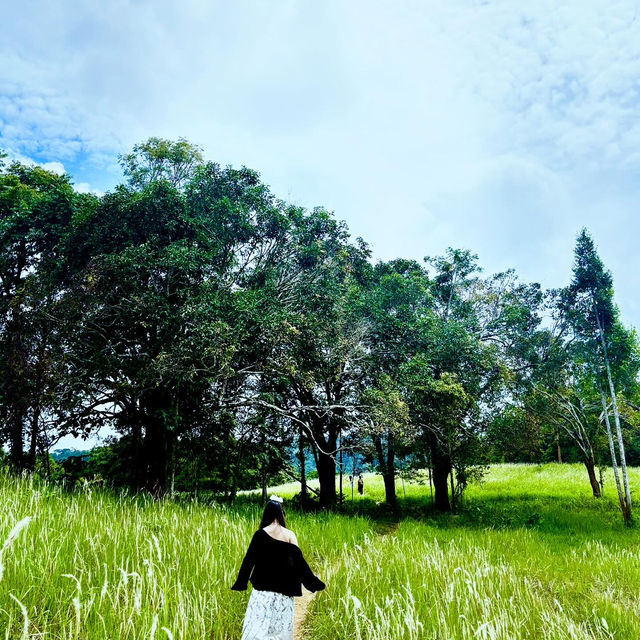 หนองผักชี Khao Yai 🌿 ⛰️