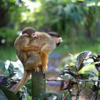 【沖縄・石垣島】動物好き必見！リスザル天国！