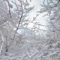 Winter Wonderland: Hiking Hallasan in Jeju’s Snowy Embrace