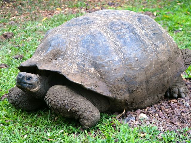 【ガラパゴス諸島】進化論発祥の地！野生動物の宝庫・ガラパゴス諸島