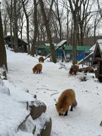 Feeling Foxy at Zao Fox Village