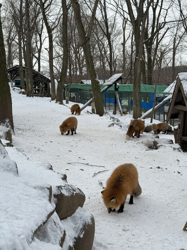 Feeling Foxy at Zao Fox Village