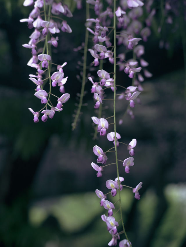 亀戸天神社🌸藤まつりで感じる春の絶景