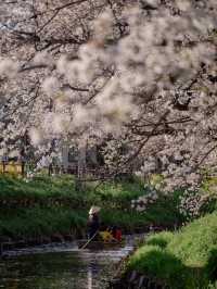 川越・新河岸川🌸桜並木の絶景散歩
