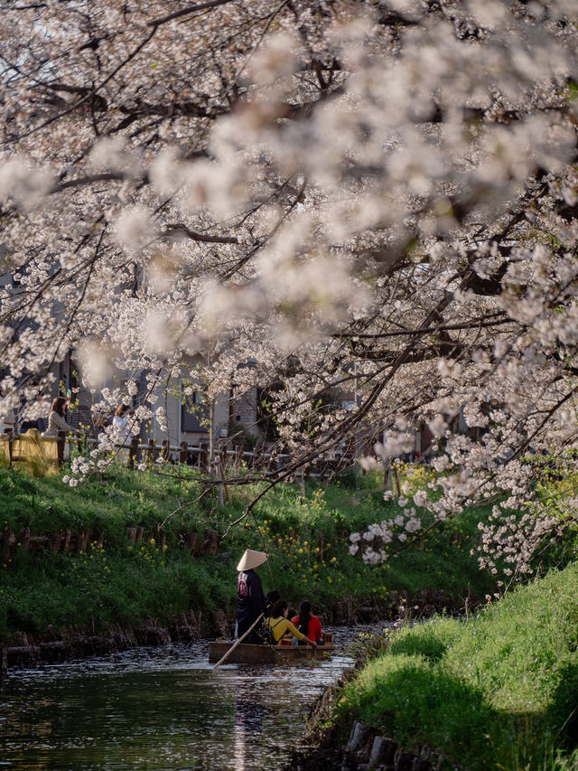 川越・新河岸川🌸桜並木の絶景散歩
