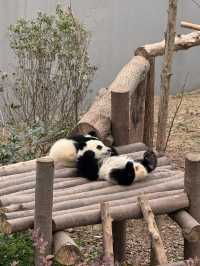 A full day Panda watching? I couldn’t believe my eyes! 