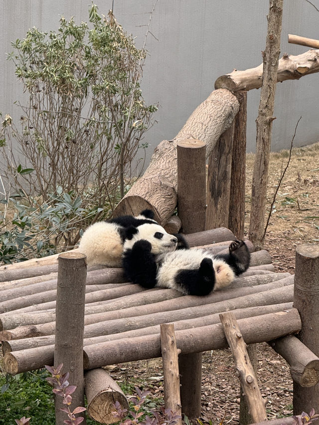 A full day Panda watching? I couldn’t believe my eyes! 