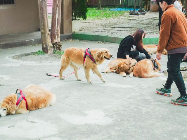 新竹｜超萌寵物餐廳竟然有11隻黃金獵犬！