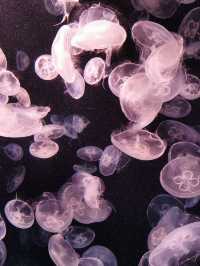 🇸🇬 Dive Into Wonder: Exploring the Magic of Jellyfish and Marine Life at Singapore Sea Aquarium