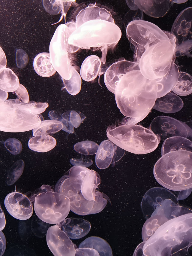 🇸🇬 Dive Into Wonder: Exploring the Magic of Jellyfish and Marine Life at Singapore Sea Aquarium
