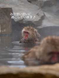 スノーモンキーに会いに行こう♪【地獄谷野猿公苑】