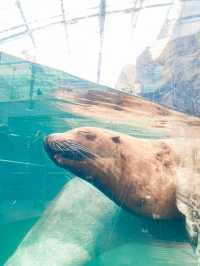 【 福島 いわき 】海中を散歩するかのような水族館🐠💕
