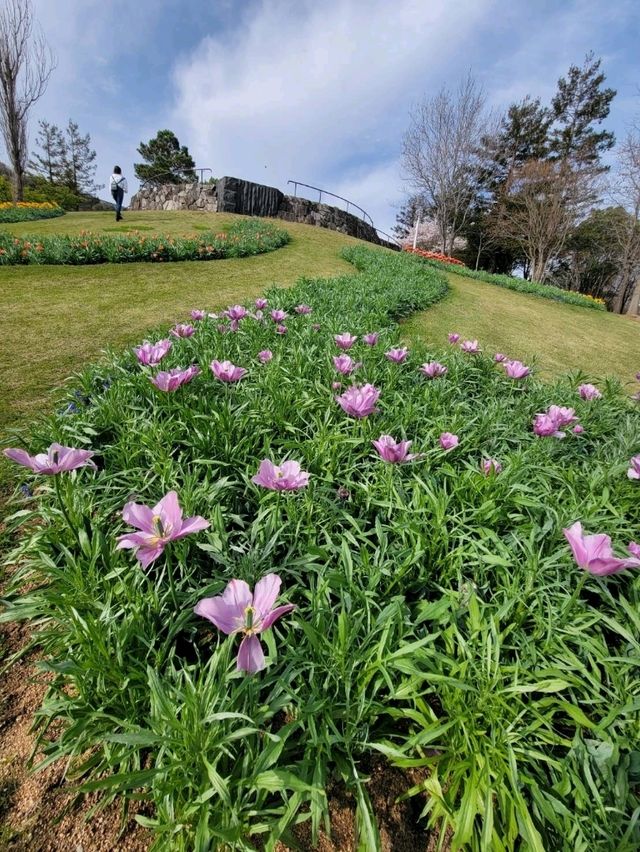 【カラフルなチューリップ🌷の絨毯がみれる！】