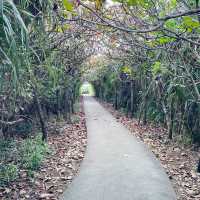 【沖縄】宮古島の神秘的なスポット🌴通り池