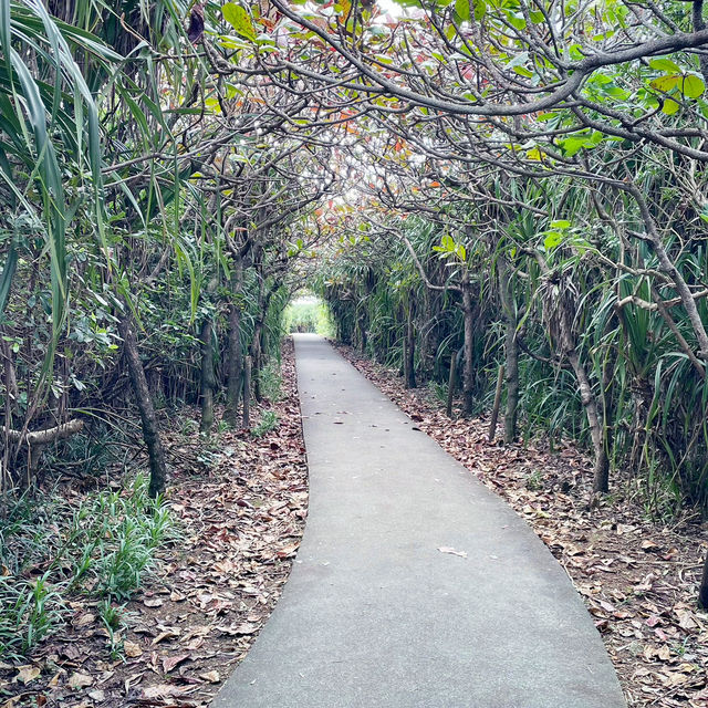 【沖縄】宮古島の神秘的なスポット🌴通り池