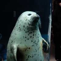 🇯🇵Asahiyama zoo