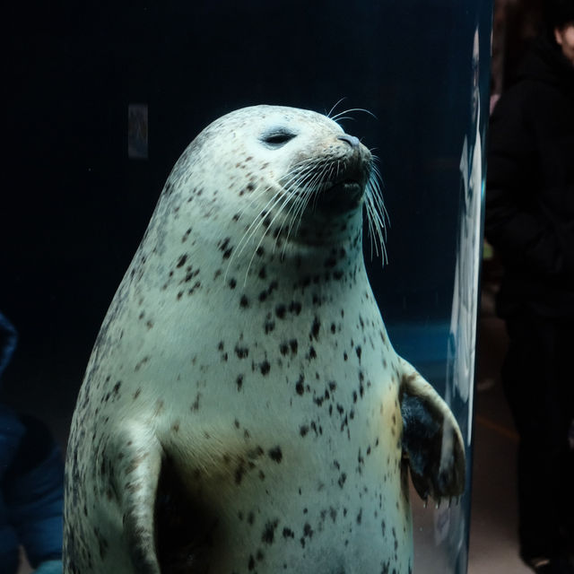🇯🇵Asahiyama zoo