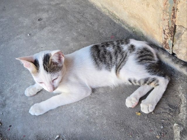 อำเภอเสนา อยุธยา