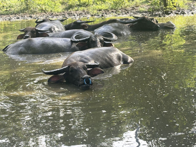 A Surprise Encounter with Water Buffalo Outside Riung 🐃🌿