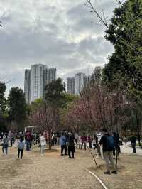 天水圍公園的櫻花盛宴 🌸