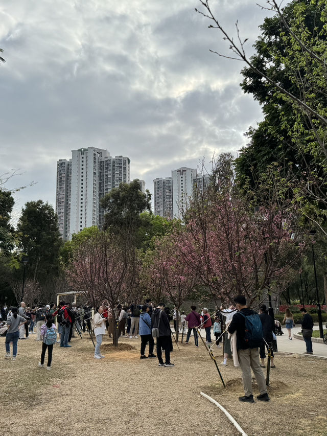 天水圍公園的櫻花盛宴 🌸