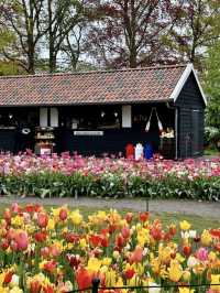 Keukenhof – A Dreamlike Stroll Through a Sea of Tulips