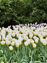 Keukenhof – A Dreamlike Stroll Through a Sea of Tulips