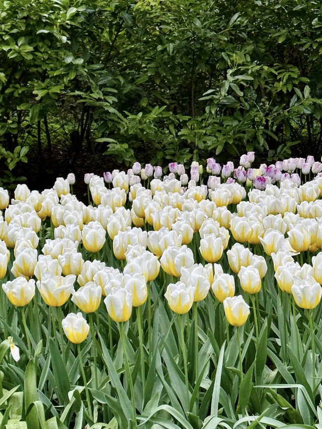 Keukenhof – A Dreamlike Stroll Through a Sea of Tulips