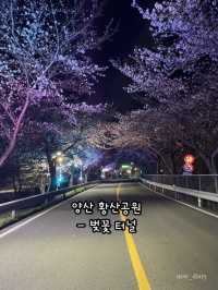 봄이 오면 달려가야하는 부산근교 봄꽃 명소