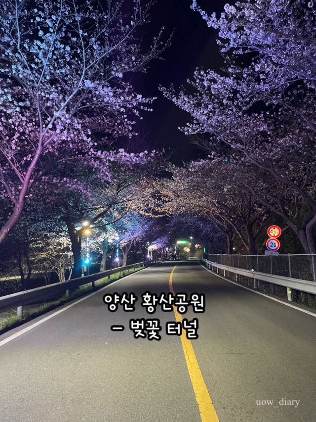 봄이 오면 달려가야하는 부산근교 봄꽃 명소