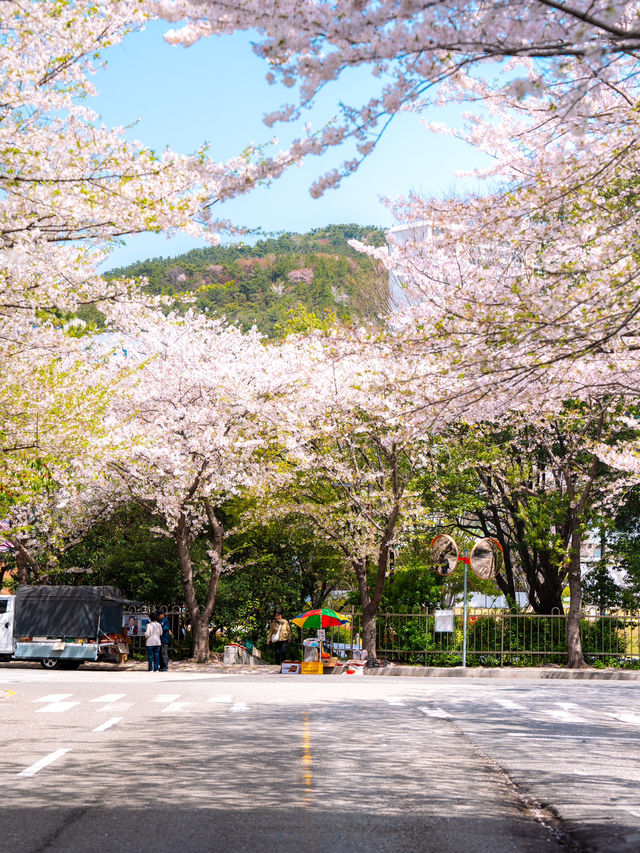 마린시티와 벚꽃을 나란히! 부산 해운대 벚꽃🌸💗