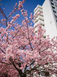 東京河津櫻賞櫻指南 🌸 舊中川櫻花盛開中！