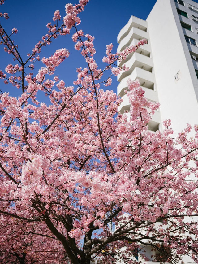 東京河津櫻賞櫻指南 🌸 舊中川櫻花盛開中！