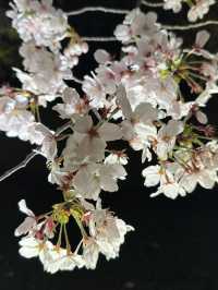 🌟 京都東寺夜櫻：一生必去的絕景 🌸