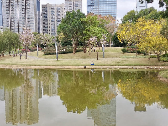 深圳香蜜公園：城市中的綠意天堂 🌳🌺